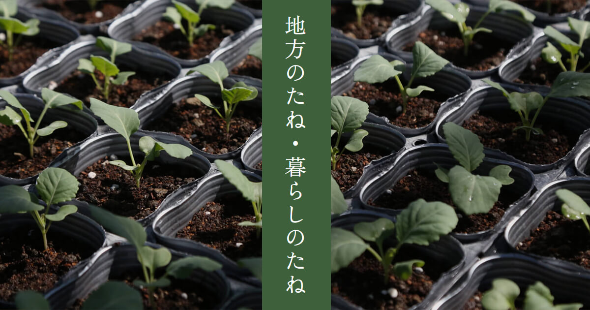 キャベツ | 地方のたね・暮らしのたね オンラインショップ