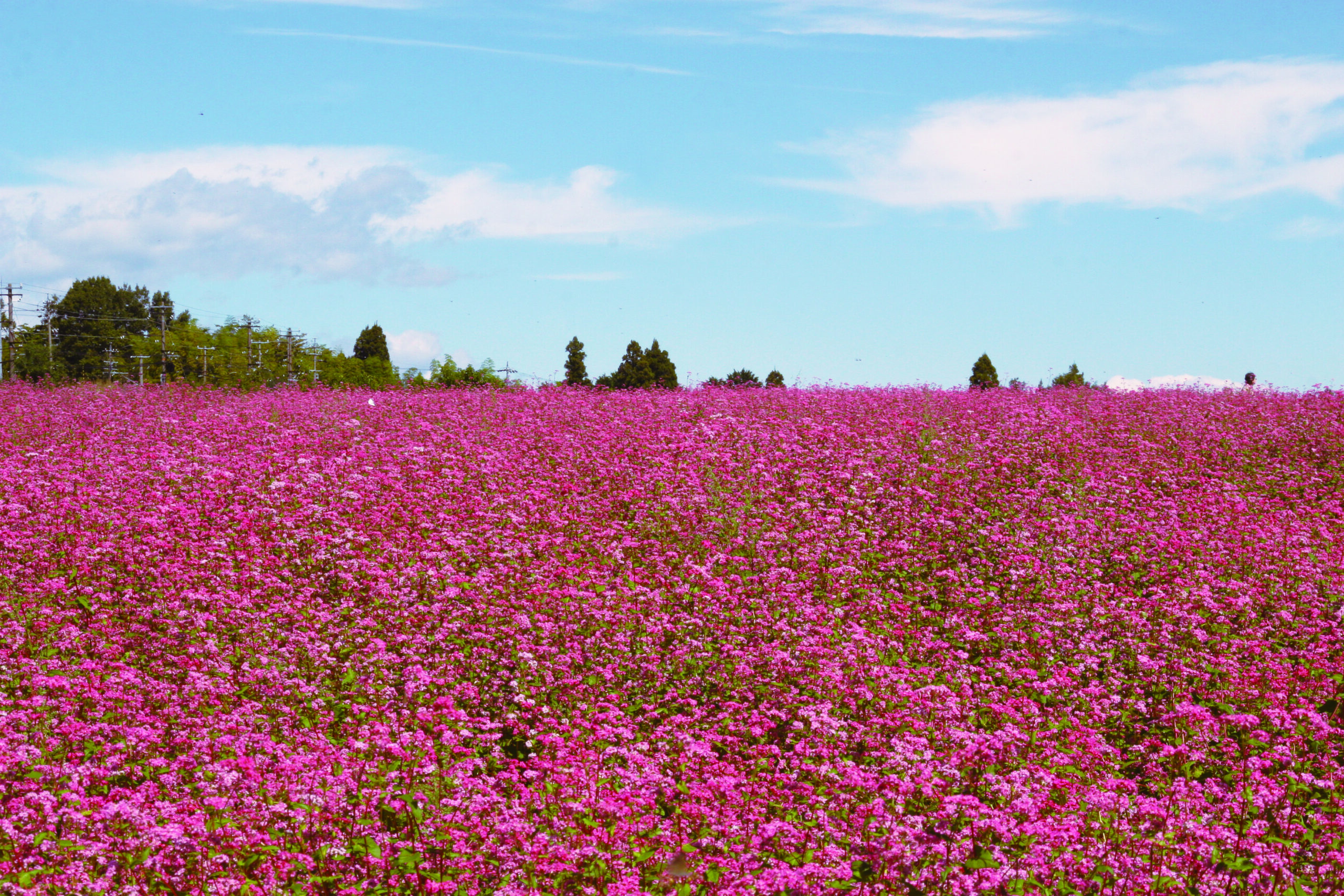 【タキイ種苗】赤花そば・高嶺ルビー Neo｜サムネイル