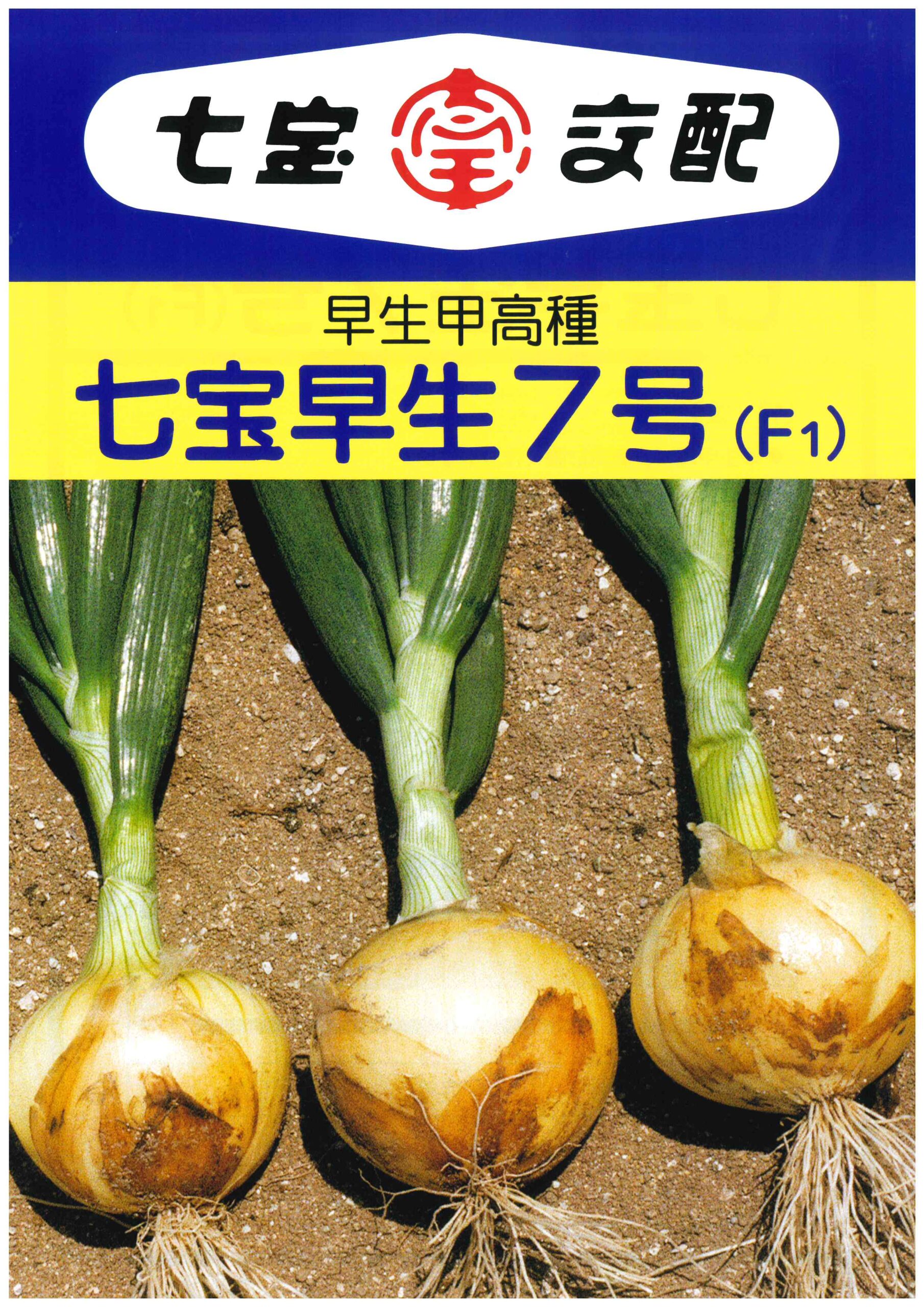 【七宝】F1 七宝早生七号　玉葱｜サムネイル