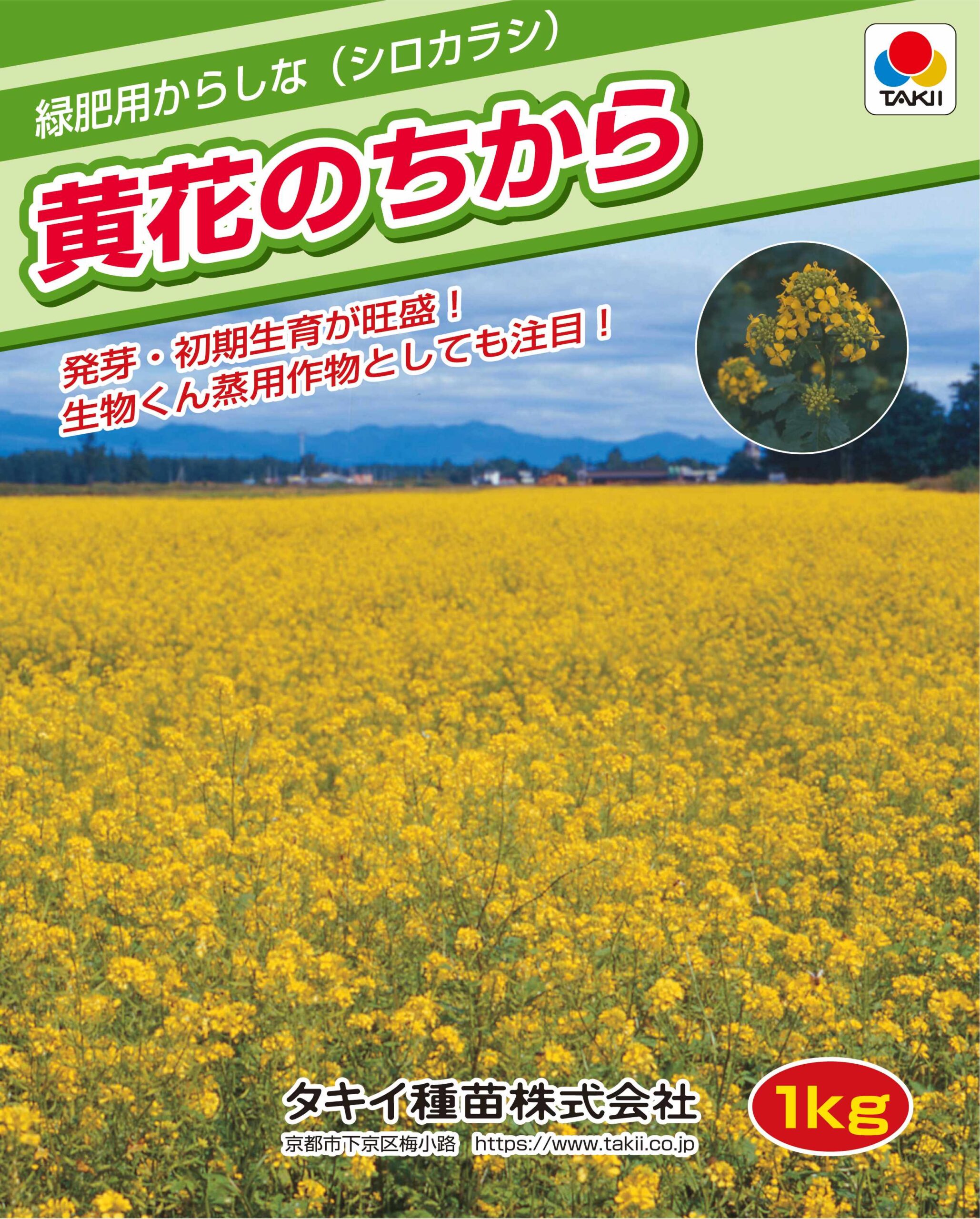 【タキイ種苗】緑肥用からしな（シロカラシ）・黄花のちから｜サムネイル